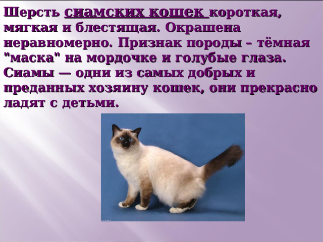 Шерсть сиамских кошек короткая, мягкая и блестящая. Окрашена неравномерно. Признак породы – тёмная 