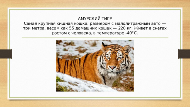 АМУРСКИЙ ТИГР  Самая крупная хищная кошка: размером с малолитражным авто — три метра, весом как 55 домашних кошек — 220 кг. Живет в снегах ростом с человека, в температуре -40°С. 