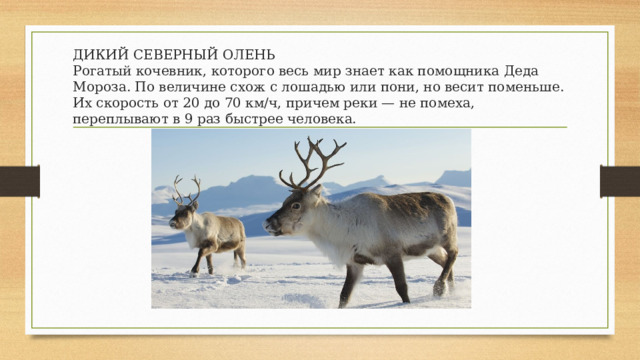 ДИКИЙ СЕВЕРНЫЙ ОЛЕНЬ  Рогатый кочевник, которого весь мир знает как помощника Деда Мороза. По величине схож с лошадью или пони, но весит поменьше. Их скорость от 20 до 70 км/ч, причем реки — не помеха, переплывают в 9 раз быстрее человека. 