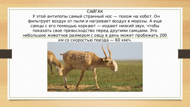 САЙГАК  У этой антилопы самый странный нос — похож на хобот. Он фильтрует воздух от пыли и нагревает воздух в морозы. А еще самцы с его помощью хоркают — издают низкий звук, чтобы показать свое превосходство перед другими самцами. Это небольшое животное размером с овцу в день может пробежать 200 км со скоростью поезда — 60 км/ч. 