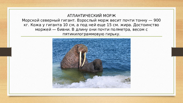 АТЛАНТИЧЕСКИЙ МОРЖ  Морской северный гигант. Взрослый морж весит почти тонну — 900 кг. Кожа у гиганта 10 см, а под ней еще 15 см. жира. Достоинство моржей — бивни. В длину они почти полметра, весом с пятикилограммовую гирьку. 
