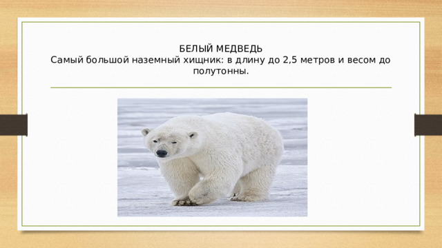 БЕЛЫЙ МЕДВЕДЬ  Самый большой наземный хищник: в длину до 2,5 метров и весом до полутонны. 