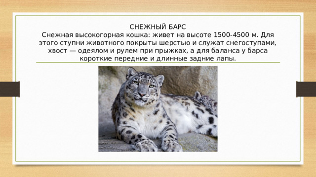 СНЕЖНЫЙ БАРС  Снежная высокогорная кошка: живет на высоте 1500-4500 м. Для этого ступни животного покрыты шерстью и служат снегоступами, хвост — одеялом и рулем при прыжках, а для баланса у барса короткие передние и длинные задние лапы. 