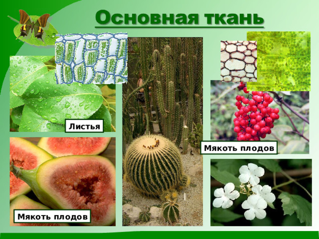 Листья Мякоть плодов Мякоть плодов 
