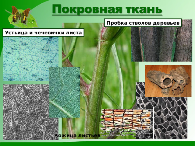 Пробка стволов деревьев Устьица и чечевички листа Кожица листьев 