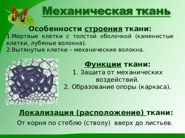 Особенности строения ткани: Мертвые клетки с толстой оболочкой (каменистые клетки, лубяные волокна). Вытянутые клетки – механические волокна. Функции ткани: 1. Защита от механических воздействий. 2. Образование опоры (каркаса). Локализация (расположение) ткани:  От корня по стеблю (стволу) вверх до листьев. 