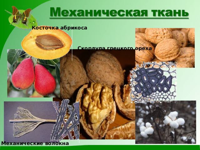 Косточка абрикоса Скорлупа грецкого ореха Механические волокна 