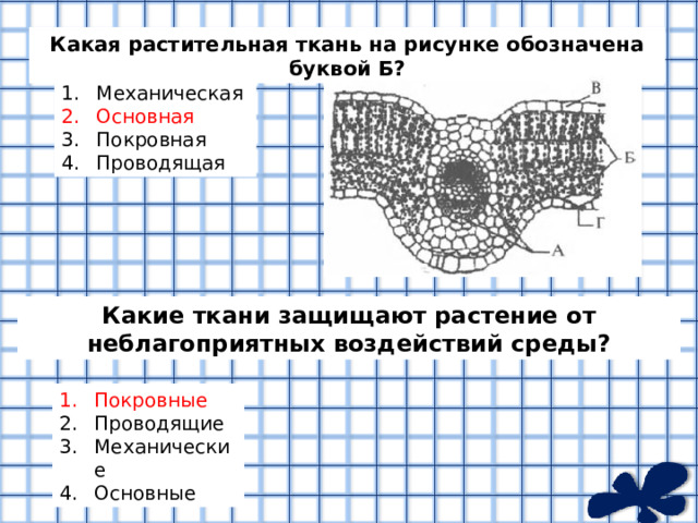Какая растительная ткань на рисунке обозначена буквой Б? Механическая Основная Покровная Проводящая Какие ткани защищают растение от неблагоприятных воздействий среды? Покровные Проводящие Механические Основные 