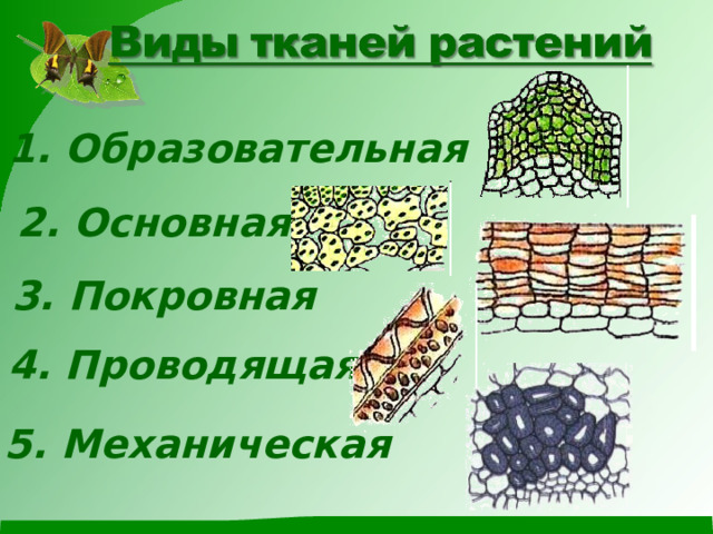 1. Образовательная 2. Основная 3. Покровная 4. Проводящая 5. Механическая 