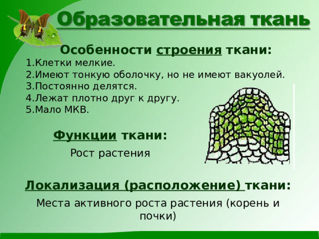 Особенности строения ткани: Клетки мелкие. Имеют тонкую оболочку, но не имеют вакуолей. Постоянно делятся. Лежат плотно друг к другу. Мало МКВ. Функции ткани:  Рост растения Локализация (расположение) ткани:  Места активного роста растения (корень и почки) 