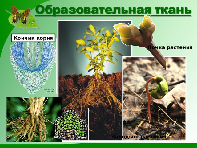 Кончик корня Почка растения Зародыш растения 