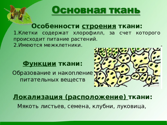 Особенности строения ткани: Клетки содержат хлорофилл, за счет которого происходит питание растений. Имеются межклетники. Функции ткани:  Образование и накопление питательных веществ Локализация (расположение) ткани:  Мякоть листьев, семена, клубни, луковица, 