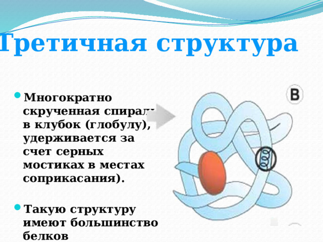 Третичная структура Третичная структура Многократно скрученная спираль, в клубок (глобулу), удерживается за счет серных мостиках в местах соприкасания).  Такую структуру имеют большинство белков существующих в природе. 