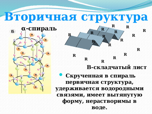 Вторичная структура Вторичная структура R α-спираль R R R R R R R R R R R R R R R R R Β-складчатый лист  Скрученная в спираль первичная структура, удерживается водородными связями, имеет вытянутую форму, нерастворимы в воде. 