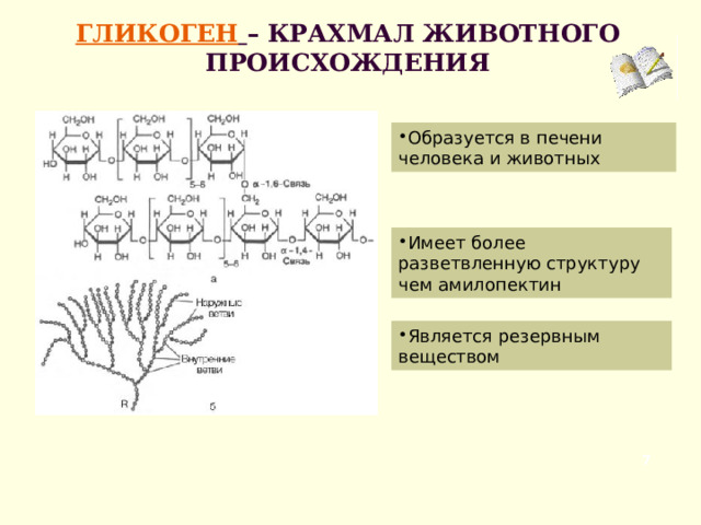 ГЛИКОГЕН  – КРАХМАЛ ЖИВОТНОГО ПРОИСХОЖДЕНИЯ Образуется в печени человека и животных Имеет более разветвленную структуру чем амилопектин Является резервным веществом  