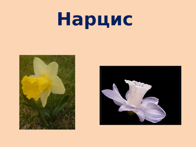 Нарцис 