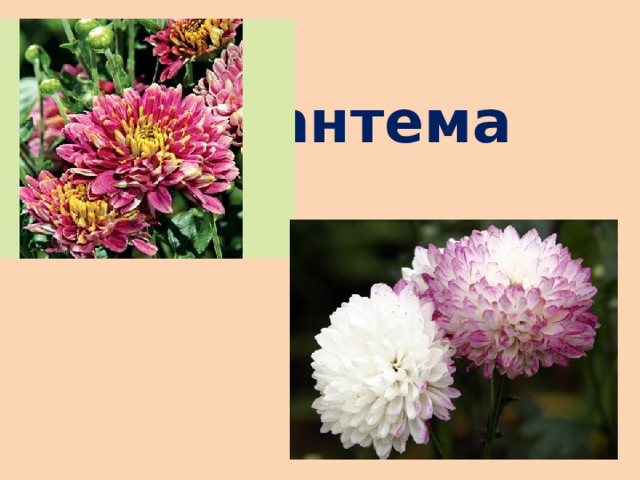  Хризантема 