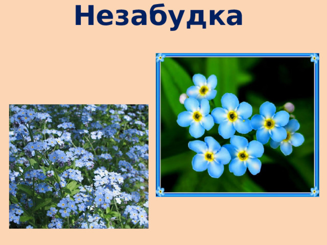 Незабудка   