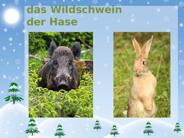 das Wildschwein der Hase 