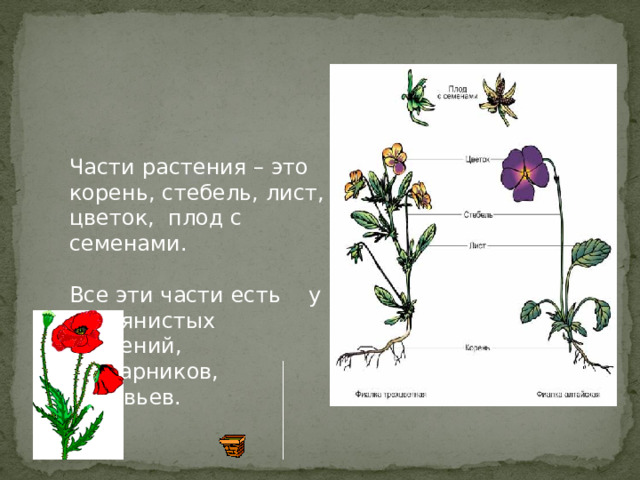 Части растения – это корень , стебель, лист, цветок, плод с семенами.  Все эти части есть  у травянистых растений , кустарников, деревьев. 