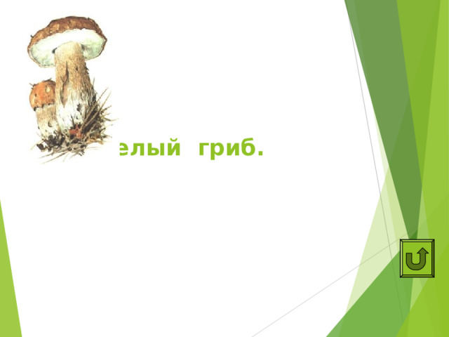 Это белый гриб. 