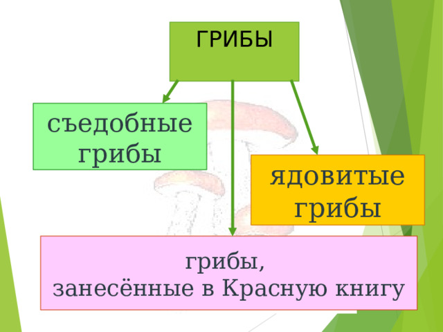 ГРИБЫ съедобные грибы ядовитые грибы грибы, занесённые в Красную книгу 