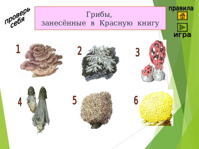 Грибы, занесённые в Красную книгу 