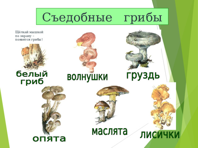 Съедобные грибы Щёлкай мышкой по экрану – появятся грибы! 