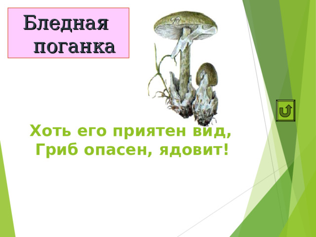 Бледная поганка Хоть его приятен вид,  Гриб опасен, ядовит! 