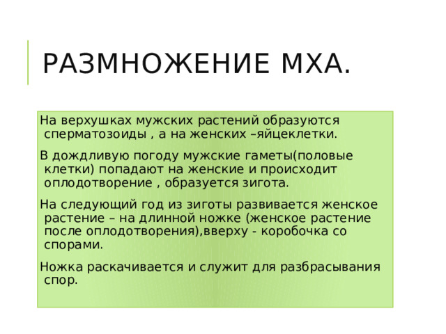 Размножение мха. На верхушках мужских растений образуются сперматозоиды , а на женских –яйцеклетки. В дождливую погоду мужские гаметы(половые клетки) попадают на женские и происходит оплодотворение , образуется зигота. На следующий год из зиготы развивается женское растение – на длинной ножке (женское растение после оплодотворения),вверху - коробочка со спорами. Ножка раскачивается и служит для разбрасывания спор. 