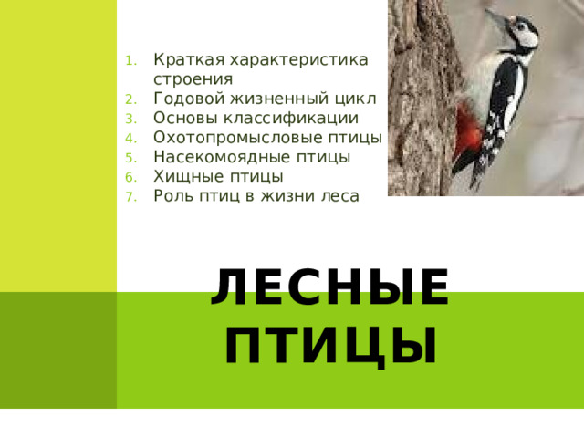 Краткая характеристика строения Годовой жизненный цикл Основы классификации Охотопромысловые птицы Насекомоядные птицы Хищные птицы Роль птиц в жизни леса Лесные птицы 