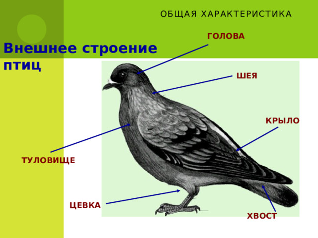 Общая характеристика   ГОЛОВА Внешнее строение птиц ШЕЯ   КРЫЛО  ВНЕШНЕЕ СТРОЕНИЕ ПТИЦ. СТРОЕНИЕ ПЕРА ПТИЦ ТУЛОВИЩЕ  ЦЕВКА  ХВОСТ  2 