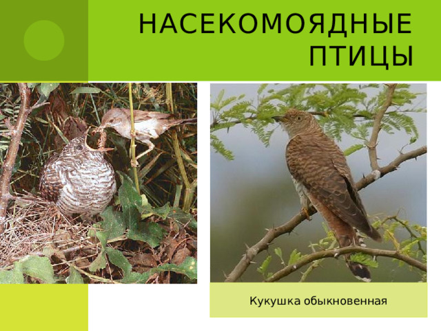 Насекомоядные птицы Кукушка обыкновенная 