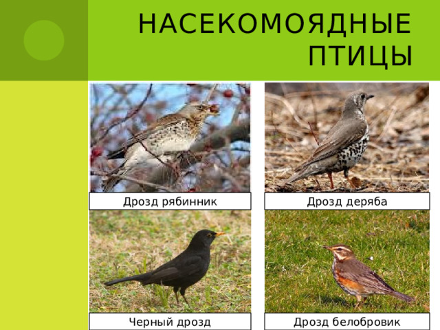 Насекомоядные птицы Дрозд рябинник Дрозд деряба Черный дрозд Дрозд белобровик 