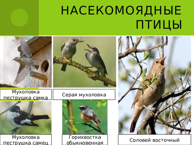 Насекомоядные птицы Мухоловка пеструшка самка Серая мухоловка Мухоловка пеструшка самец Горихвостка обыкновенная Соловей восточный 