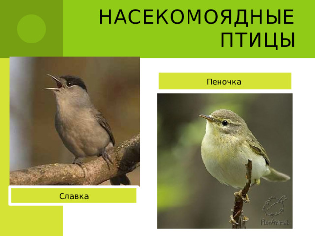 Насекомоядные птицы Пеночка Славка 