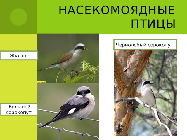 Насекомоядные птицы Чернолобый сорокопут Жулан  Большой сорокопут 