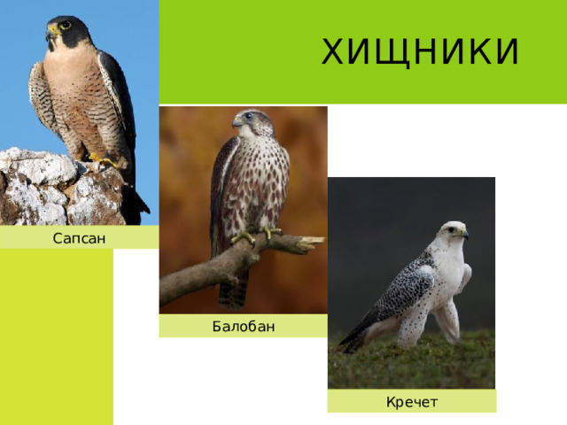 Хищники Сапсан Балобан Кречет 