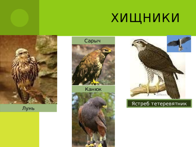 Хищники Сарыч Канюк Ястреб тетеревятник Лунь 