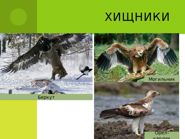 Хищники Могильник Беркут Орел-карлик 