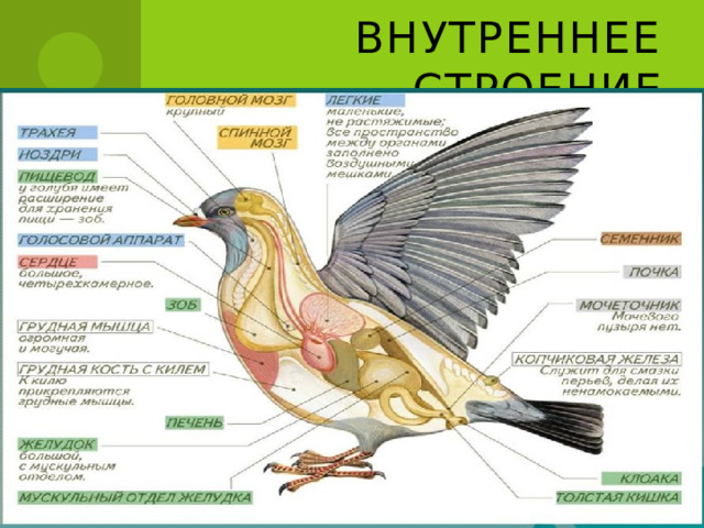 Внутреннее строение 