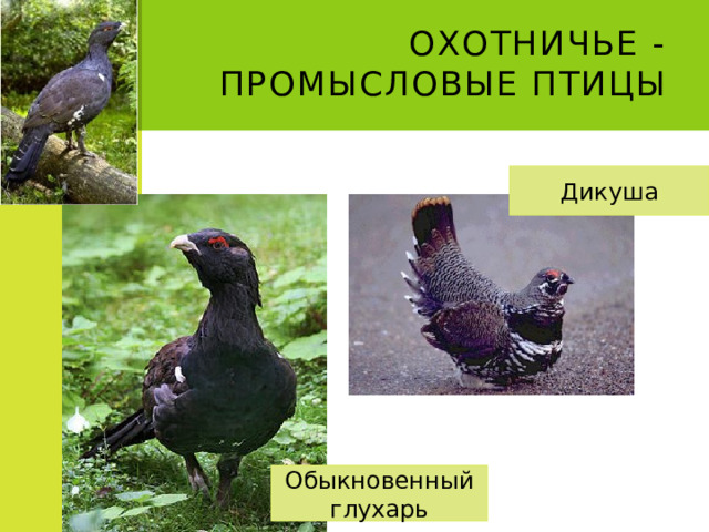 Охотничье - промысловые птицы Дикуша Обыкновенный глухарь 