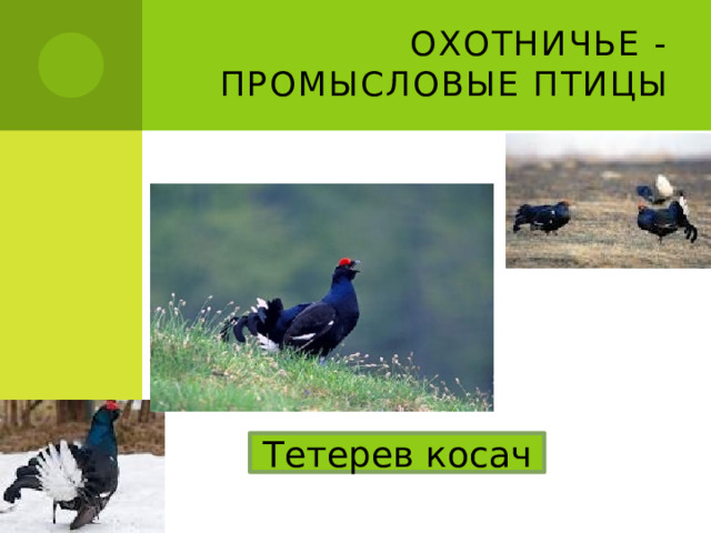 Охотничье - промысловые птицы Тетерев косач 