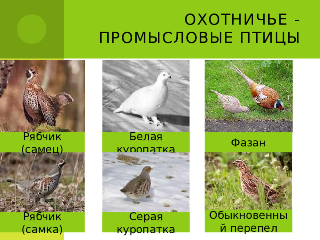 Охотничье - промысловые птицы Рябчик (самец) Белая куропатка Фазан Обыкновенный перепел Серая куропатка Рябчик (самка) 