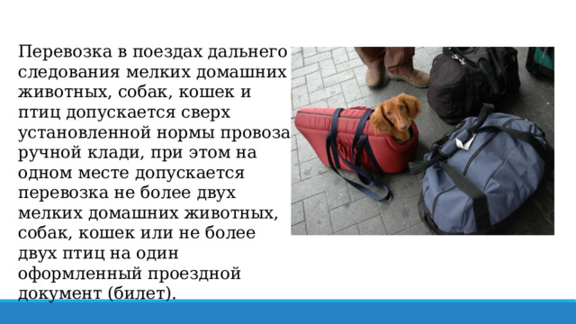 Перевозка в поездах дальнего следования мелких домашних животных, собак, кошек и птиц допускается сверх установленной нормы провоза ручной клади, при этом на одном месте допускается перевозка не более двух мелких домашних животных, собак, кошек или не более двух птиц на один оформленный проездной документ (билет). 