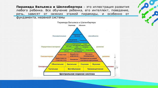 Пирамида Вильямса и Шеленбергера – это иллюстрация развития любого ребенка. Все обучение ребенка, его интеллект, поведение, речь, зависят от нижних этажей пирамиды, и особенно от фундамента, нервной системы  
