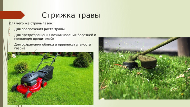 Стрижка травы Для чего же стричь газон: Для обеспечения роста травы; Для предотвращения возникновения болезней и появления вредителей; Для сохранения облика и привлекательности газона. 
