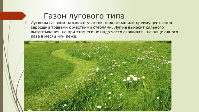 Газон лугового типа Луговым газоном называют участок, полностью или преимущественно заросший травами с жесткими стеблями. Луг не выносит сильного вытаптывания, но при этом его не надо часто скашивать, не чаще одного раза в месяц или реже. 
