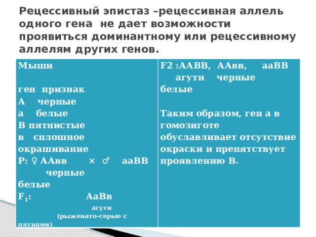 Рецессивный эпистаз –рецессивная аллель одного гена не дает возможности проявиться доминантному или рецессивному аллелям других генов. Мыши F2 :ААВВ, ААвв, ааВВ   агути черные белые ген признак А черные  Таким образом, ген а в гомозиготе обуславливает отсутствие окраски и препятствует проявлению В. а белые В пятнистые в сплошное окрашивание Р: ♀ ААвв × ♂ ааВВ  черные белые F 1 : АаВв  агути  (рыжевато-серые с пятнами) 