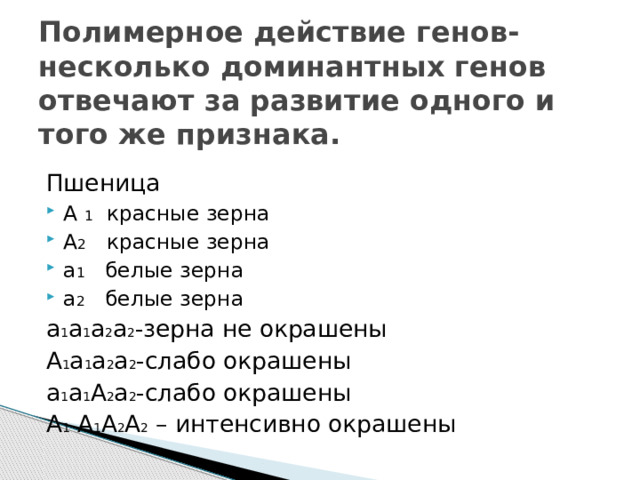 Полимерное действие генов- несколько доминантных генов отвечают за развитие одного и того же признака. Пшеница А 1 красные зерна А 2 красные зерна а 1 белые зерна а 2 белые зерна а 1 а 1 а 2 а 2 -зерна не окрашены А 1 а 1 а 2 а 2 -слабо окрашены а 1 а 1 А 2 а 2 -слабо окрашены А 1 А 1 А 2 А 2 – интенсивно окрашены 